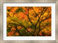 Maple Tree In Autumn Fine Art Print