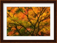 Maple Tree In Autumn Fine Art Print