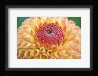Dahlia Fine Art Print