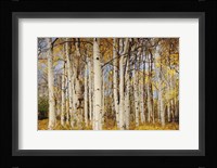 Aspens With Autumn Foliage, Kaibab National Forest, Arizona Fine Art Print