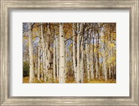 Aspens With Autumn Foliage, Kaibab National Forest, Arizona Fine Art Print