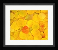 Fallen Aspen Leaves Fine Art Print