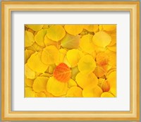 Fallen Aspen Leaves Fine Art Print