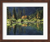 Autumn Colors Of Aspen Trees Reflecting In A Beaver Pond Fine Art Print