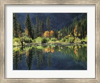Autumn Colors Of Aspen Trees Reflecting In A Beaver Pond Fine Art Print