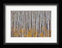 Golden Aspens Fine Art Print
