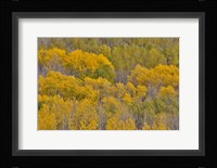 Fall Aspens Fine Art Print