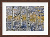 Rocky Mountains Aspen Grove Autumn Snows, Keebler Pass, Colorado Fine Art Print