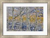 Rocky Mountains Aspen Grove Autumn Snows, Keebler Pass, Colorado Fine Art Print