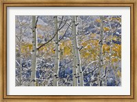 Rocky Mountains Aspen Grove Autumn Snows, Keebler Pass, Colorado Fine Art Print