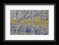 Rocky Mountains Aspen Grove Autumn Snows, Keebler Pass, Colorado Fine Art Print