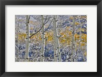 Rocky Mountains Aspen Grove Autumn Snows, Keebler Pass, Colorado Fine Art Print