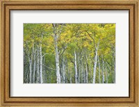 Autumn Aspens In Mcclure Pass In Colorado Fine Art Print