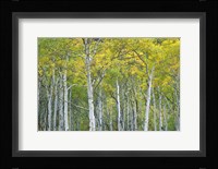 Autumn Aspens In Mcclure Pass In Colorado Fine Art Print