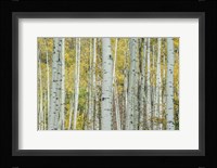 Aspen Trunks Near Castle Creek Fine Art Print