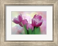 Pastel Pink Blooming Tulips Fine Art Print