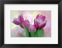 Pastel Pink Blooming Tulips Fine Art Print