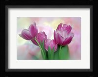 Pastel Pink Blooming Tulips Fine Art Print