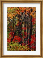 Autumn Foliage At Acadia National Park, Maine Fine Art Print