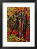 Autumn Foliage At Acadia National Park, Maine Fine Art Print