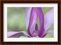Close-Up Of Magnolia Blossom Fine Art Print