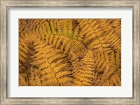 Bracken Ferns In Autumn Fine Art Print