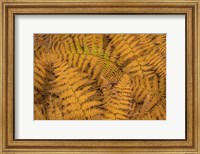 Bracken Ferns In Autumn Fine Art Print
