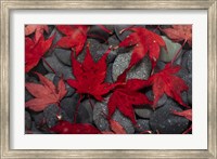 Japanese Maple Leaves On River Rocks Fine Art Print