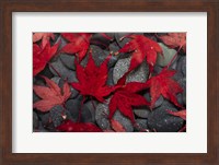 Japanese Maple Leaves On River Rocks Fine Art Print