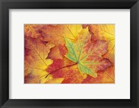 Maple Leaf Pattern Fine Art Print