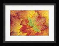 Maple Leaf Pattern Fine Art Print