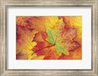 Maple Leaf Pattern Fine Art Print