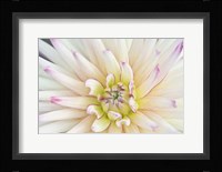 Dahlia Close-Up Fine Art Print