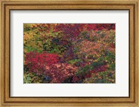 Fall Colors Seattle Arboretum Washington Fine Art Print