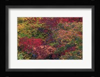 Fall Colors Seattle Arboretum Washington Fine Art Print