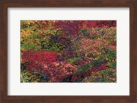 Fall Colors Seattle Arboretum Washington Fine Art Print