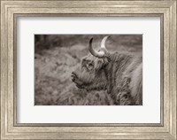 Highland Cow on Watch Fine Art Print