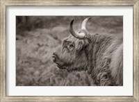 Highland Cow on Watch Fine Art Print
