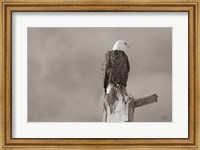 Eagle Perch Fine Art Print