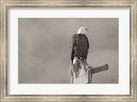 Eagle Perch Fine Art Print