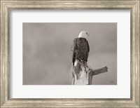 Eagle Perch Fine Art Print