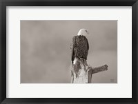 Eagle Perch Framed Print