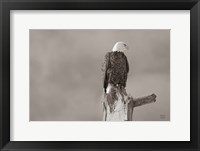 Eagle Perch Framed Print