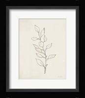 August Branch II Framed Print