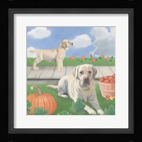 Fall at the Farm II Framed Print