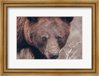Bear Portrait Fine Art Print