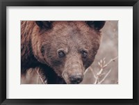 Bear Portrait Framed Print
