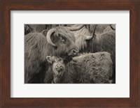Highland Cow Under Cover Neutral Fine Art Print