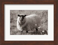 Sepia Sheep Fine Art Print