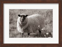 Sepia Sheep Fine Art Print